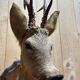 Deer head