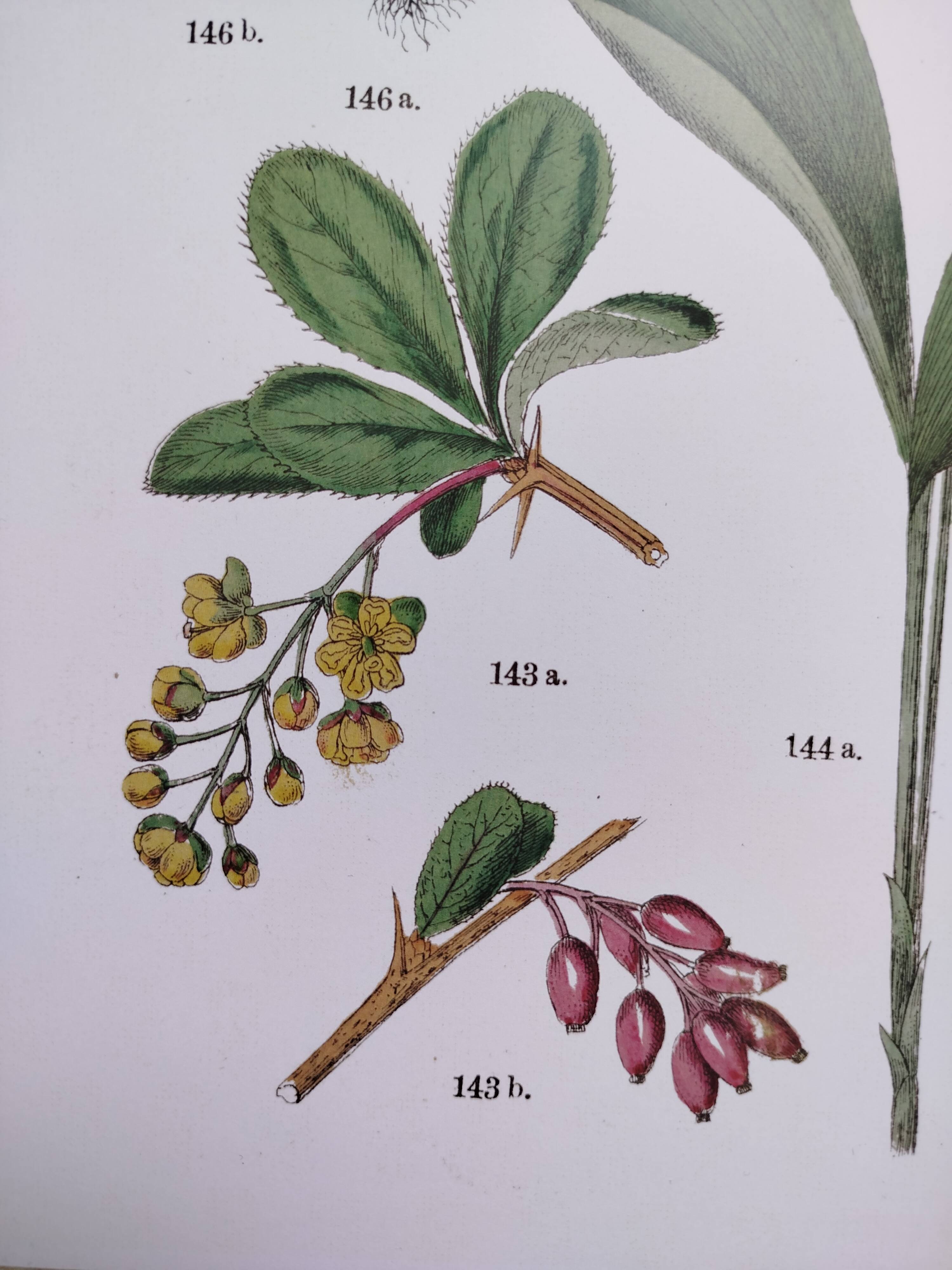 Plant poster based on an 1881 engraving "Narcissus"