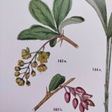 Affiche sur les plantes d'après une gravure de 1881 "narcisse"