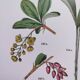 Affiche sur les plantes d'après une gravure de 1881 "narcisse"