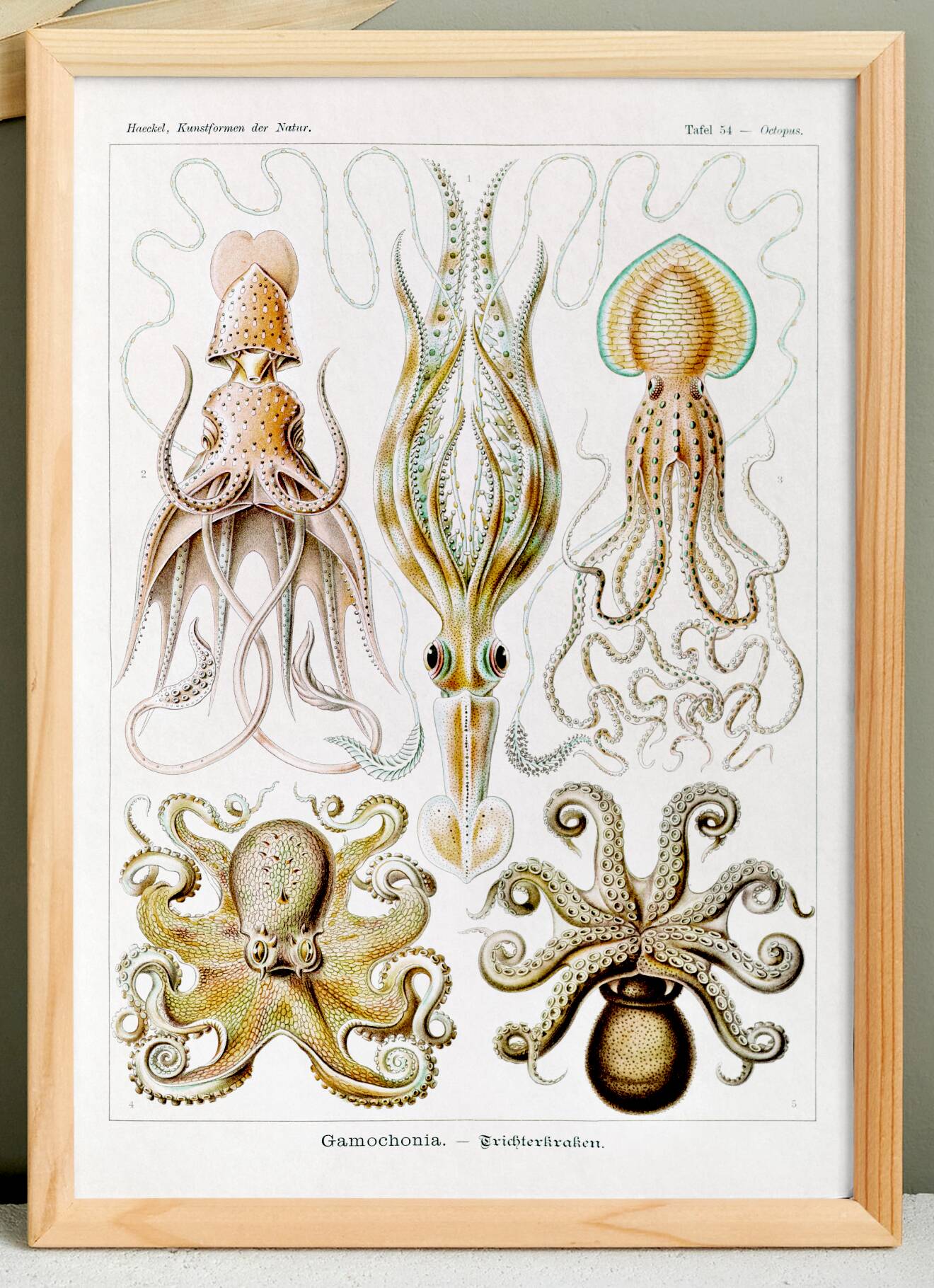 Poster about “octopuses”, based on an old lithograph from 1904.