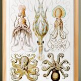 Poster about “octopuses”, based on an old lithograph from 1904.