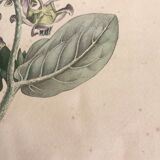 Botanical board, glazed wood frame