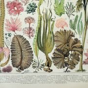 Old engraving 1898, Algae, marine plant, flora • Original and vintage lithograph