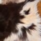 Goat skin