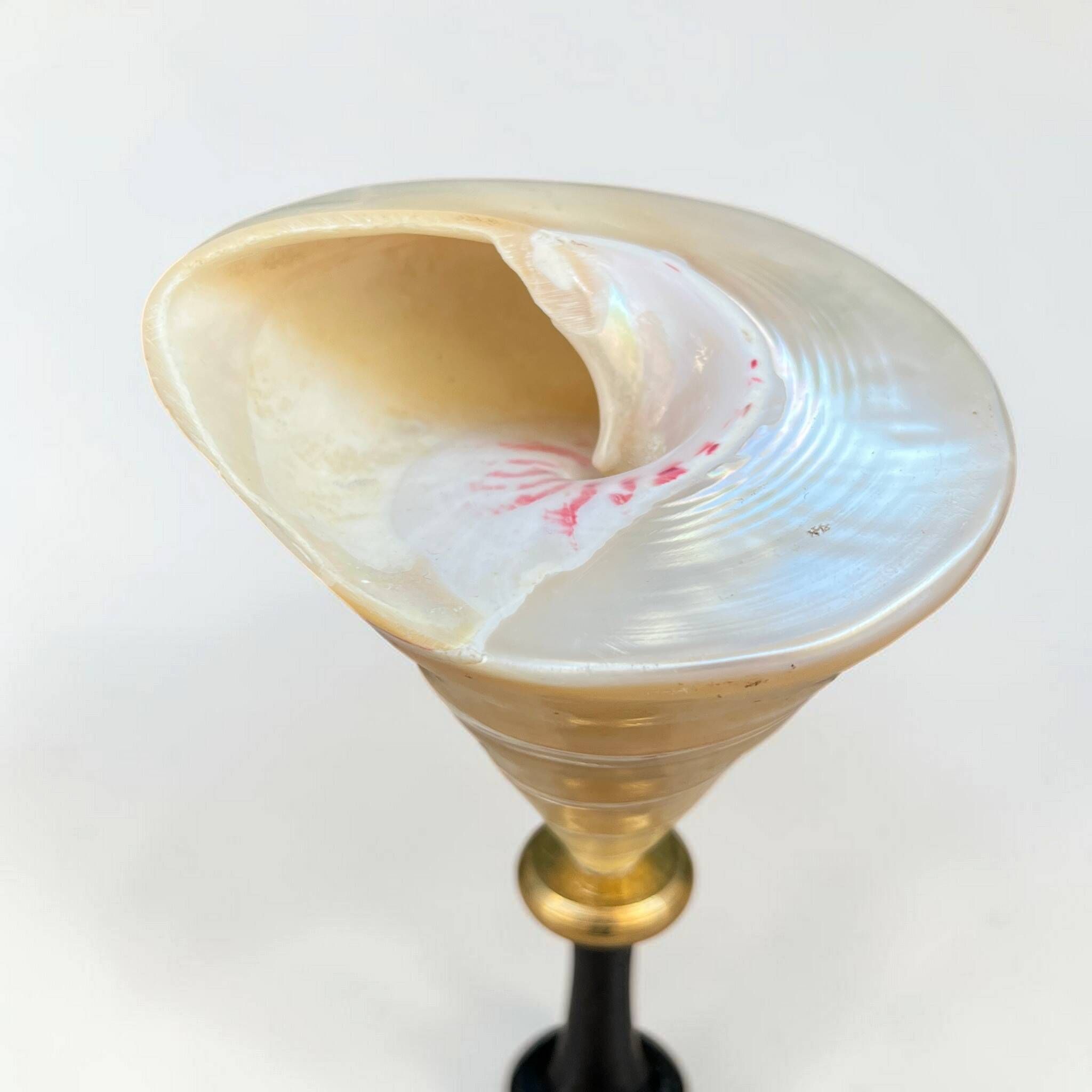 Ancient Troca Trochus shell in mother-of-pearl on a wooden base curiosities