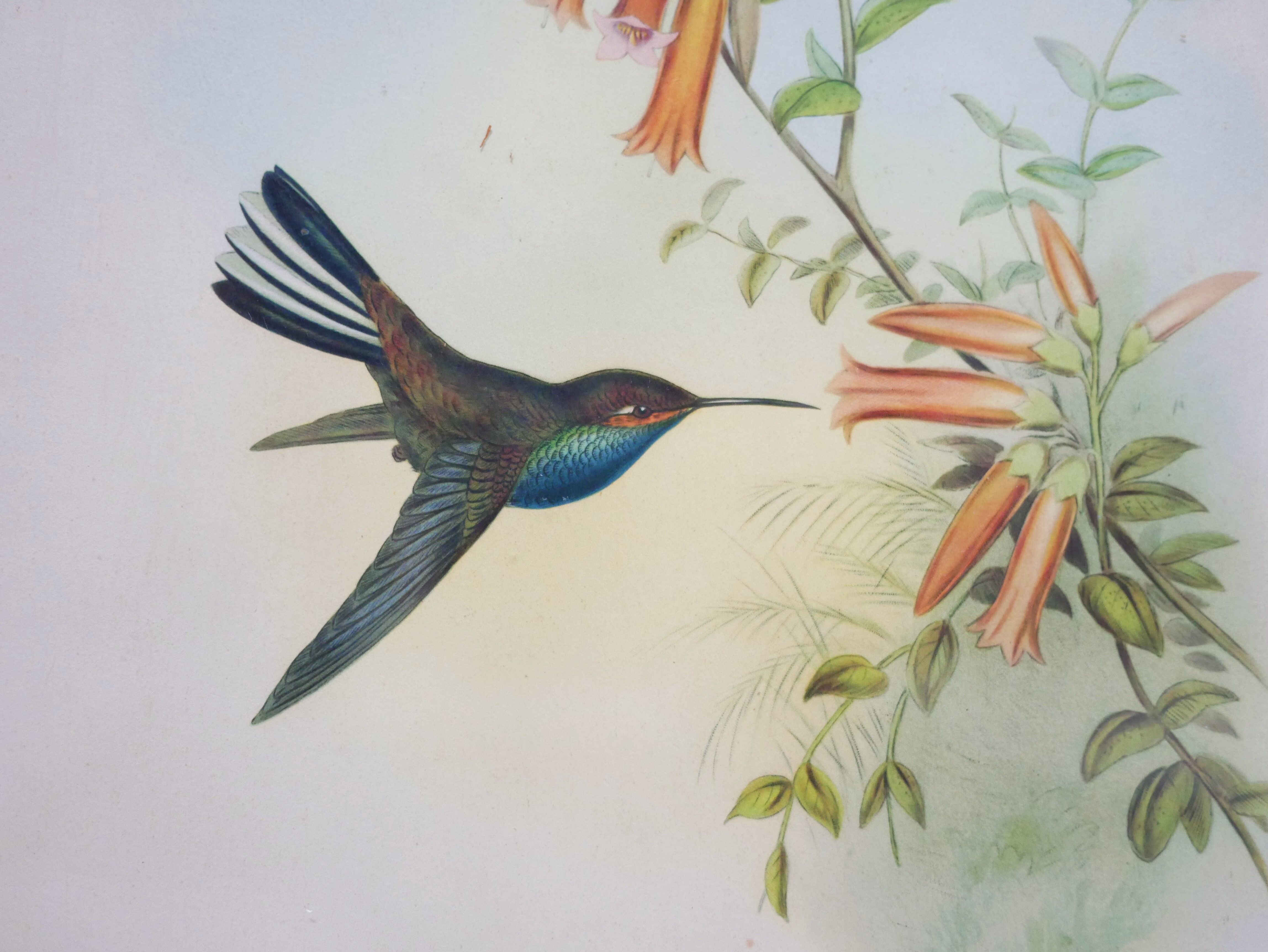 Vintage bird lithograph by J. Gould and H-C Richter