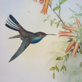 Vintage bird lithograph by J. Gould and H-C Richter