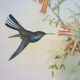 Vintage bird lithograph by J. Gould and H-C Richter