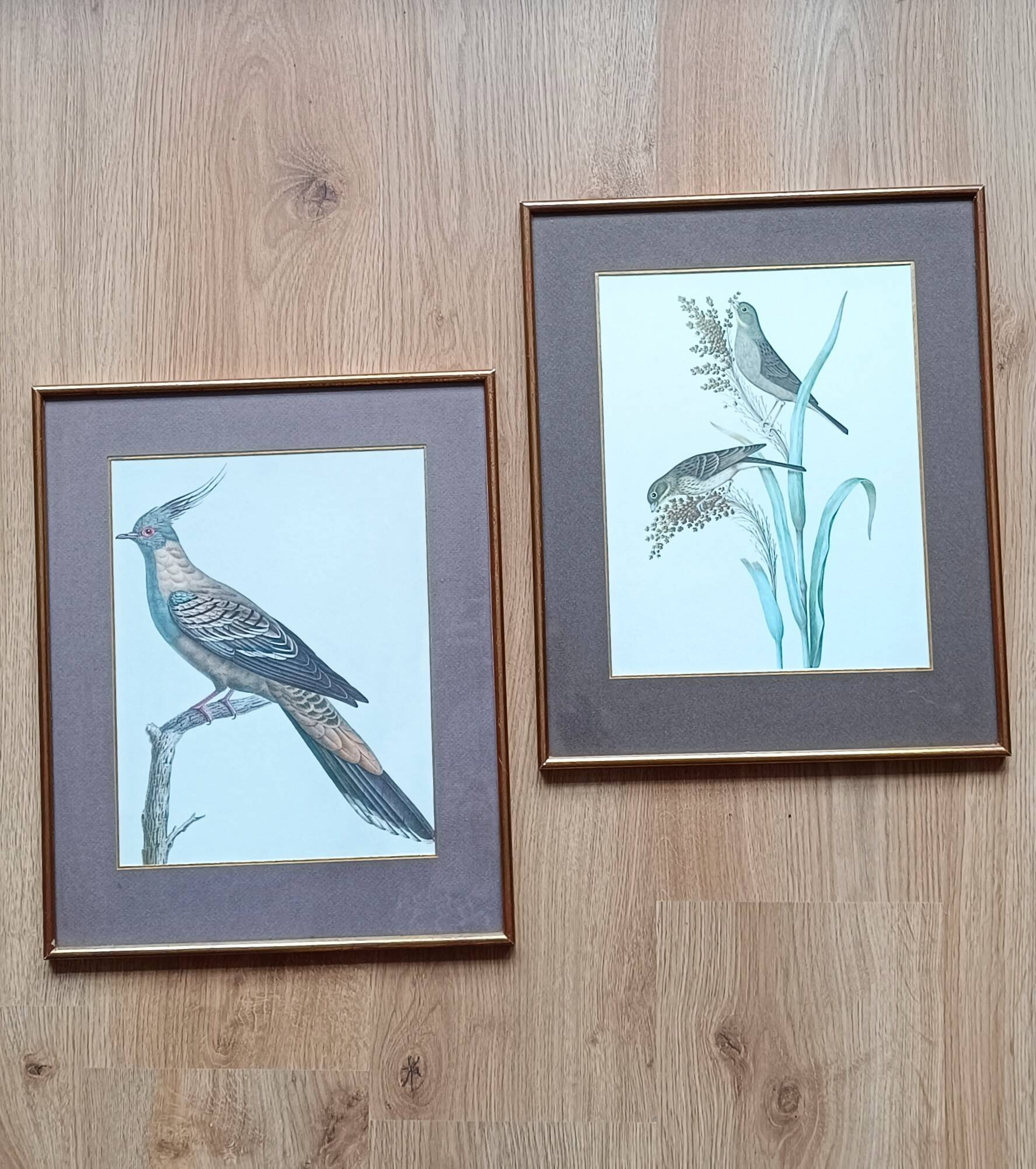 Set of 2 old bird frames, vintage ornithological paintings