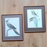 Set of 2 old bird frames, vintage ornithological paintings