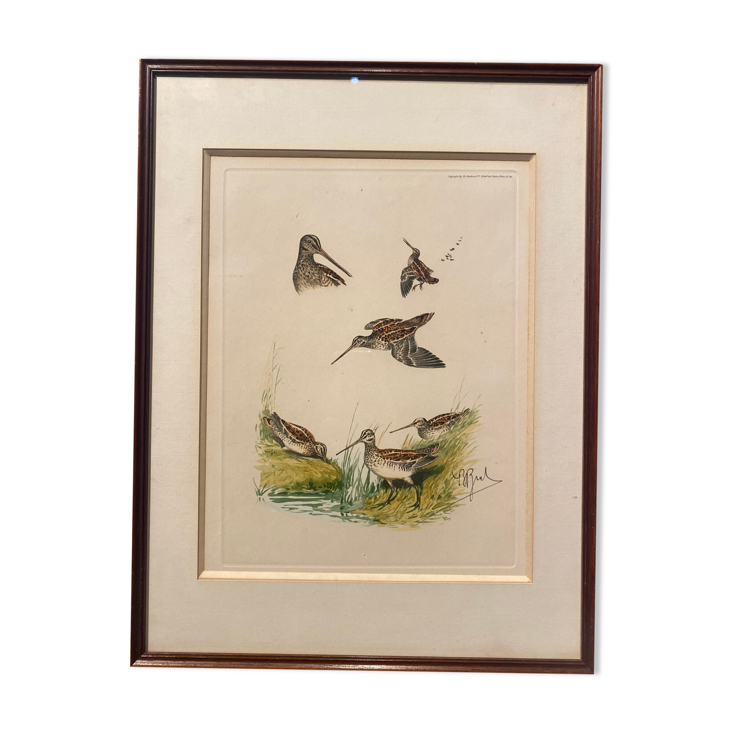 Gravure de chasse sur le thème de la bécasse sauvage