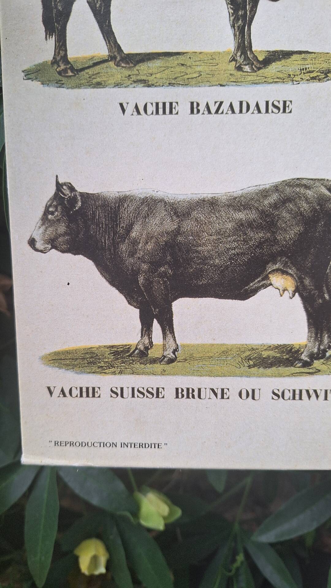 Planche pédagogique
