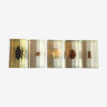 Set 5 insectes en inclusion sous résine