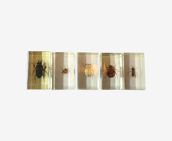 Set 5 insectes en inclusion sous résine