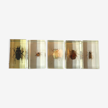 Set 3 insects in inclusion under resin