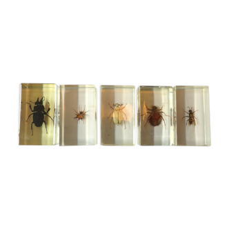 Set 5 insectes en inclusion sous résine