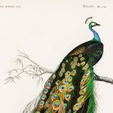 Poster about a peacock, based on an old engraving from 1849.