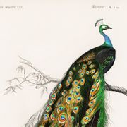 Affiche sur le paon, d’après une gravure ancienne de 1849.