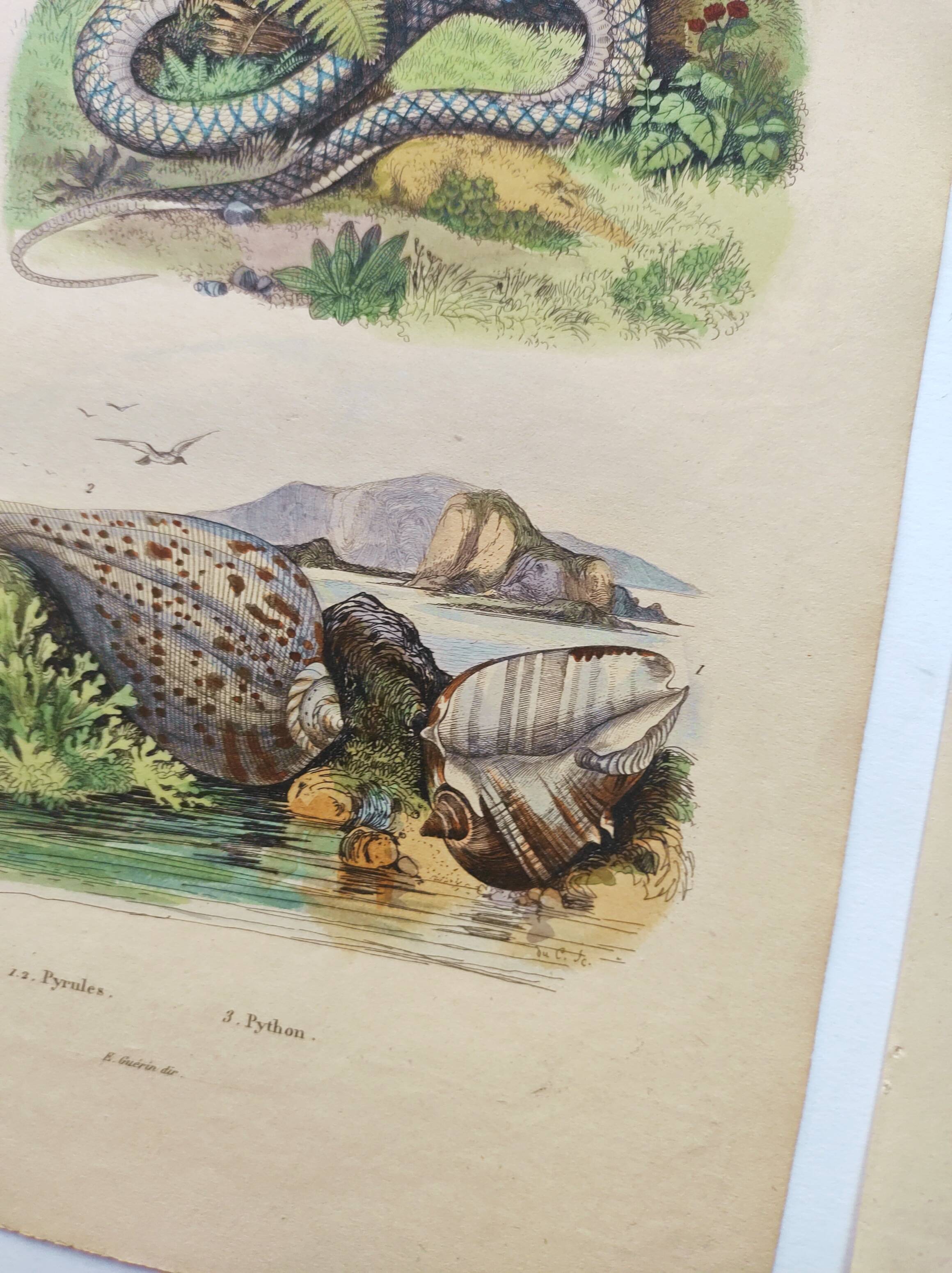 3 Antique Engravings from 1839 - Set of 3 Hand-Colored Plates