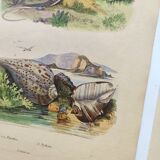 3 Antique Engravings from 1839 - Set of 3 Hand-Colored Plates