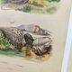 3 Antique Engravings from 1839 - Set of 3 Hand-Colored Plates