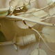Paire d'appliques murale boutons d'or tôle peinte
