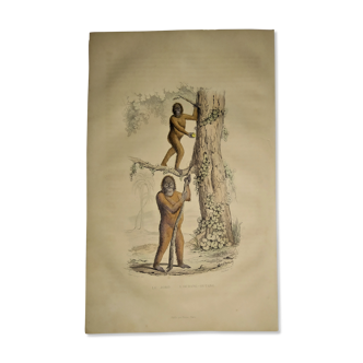 Planche zoologique originale de 1839 " joko & ourang-outang "