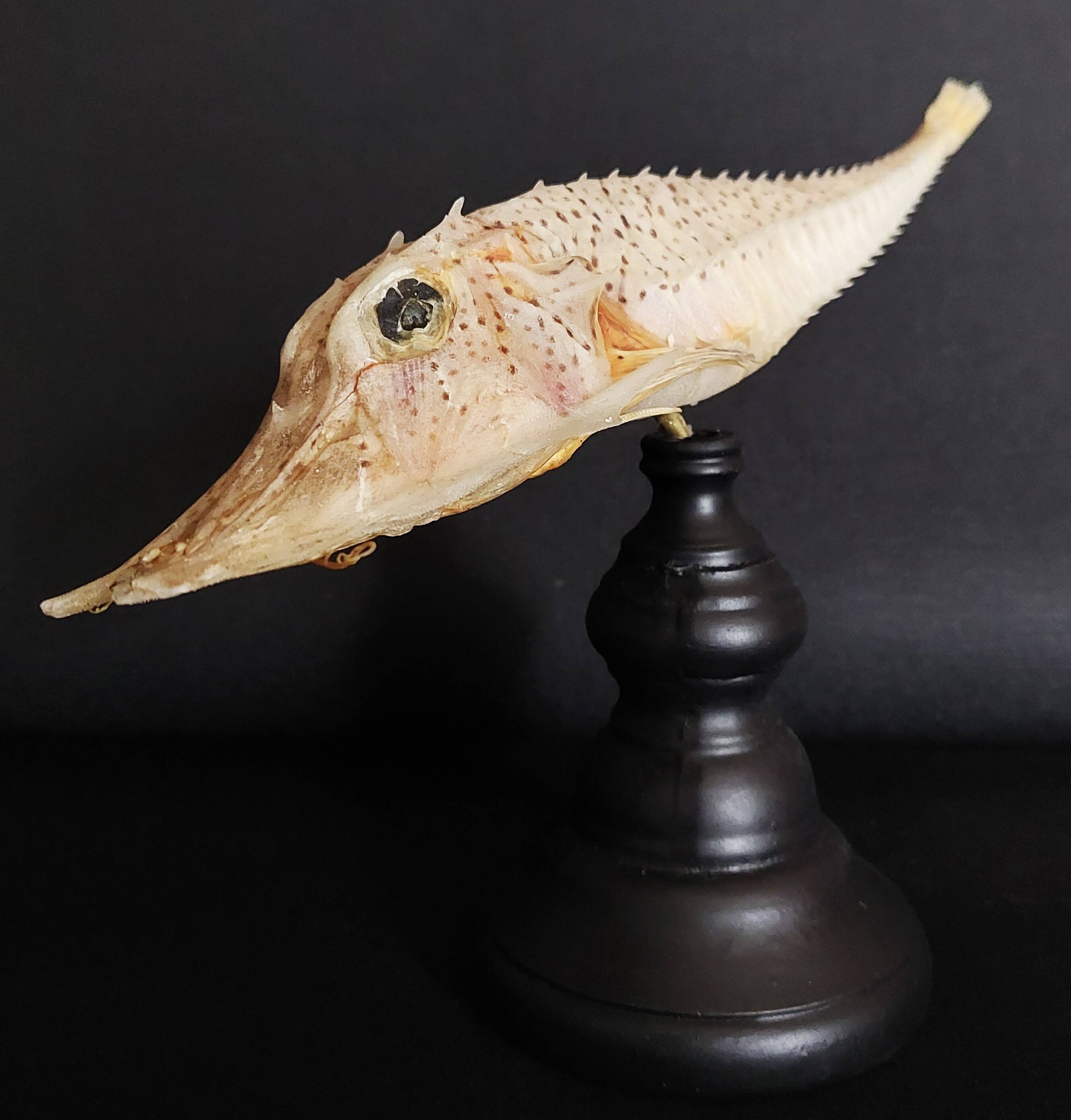 Cabinet of Curiosities naturalized fish satyrichthys welchi on base