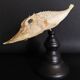 Cabinet of Curiosities naturalized fish satyrichthys welchi on base
