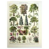 Botanical engraving 1928 A. Millot - Gardens 2, ornamental trees, plants