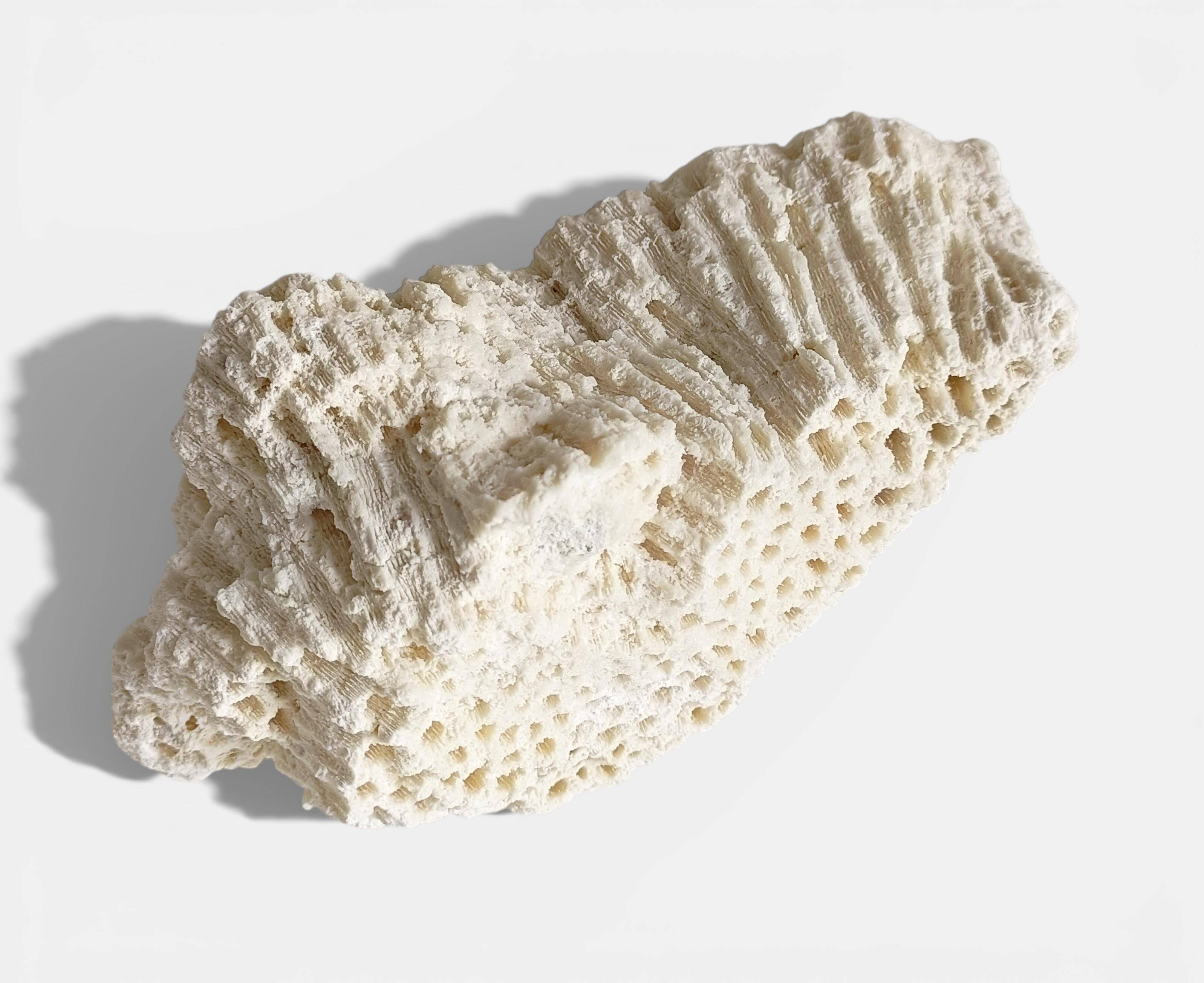 Sculptural White Coral Fossil, Organic Modern Decor from South Asia