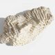 Sculptural White Coral Fossil, Organic Modern Decor from South Asia