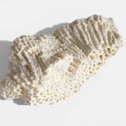 Sculptural White Coral Fossil, Organic Modern Decor from South Asia