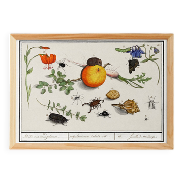 Petite affiche sur "insectes et petits animaux", d’après une gravure
