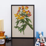 Lithography engraving plank vintage flowers - 1850