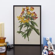 Lithography engraving plank vintage flowers - 1850