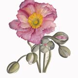 Fine art print 21x30 "The anemone" limited edition