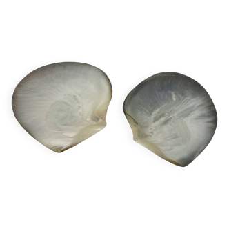 Collection, two large natural mother-of-pearl shells
