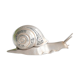 Boîte escargot en métal, socle en marbre, années 50