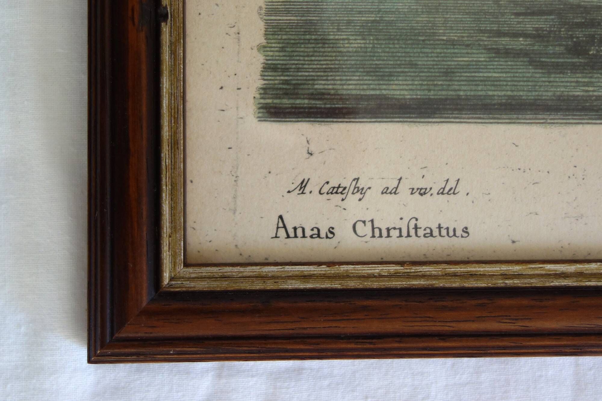 2 plates of ornithological bird engravings