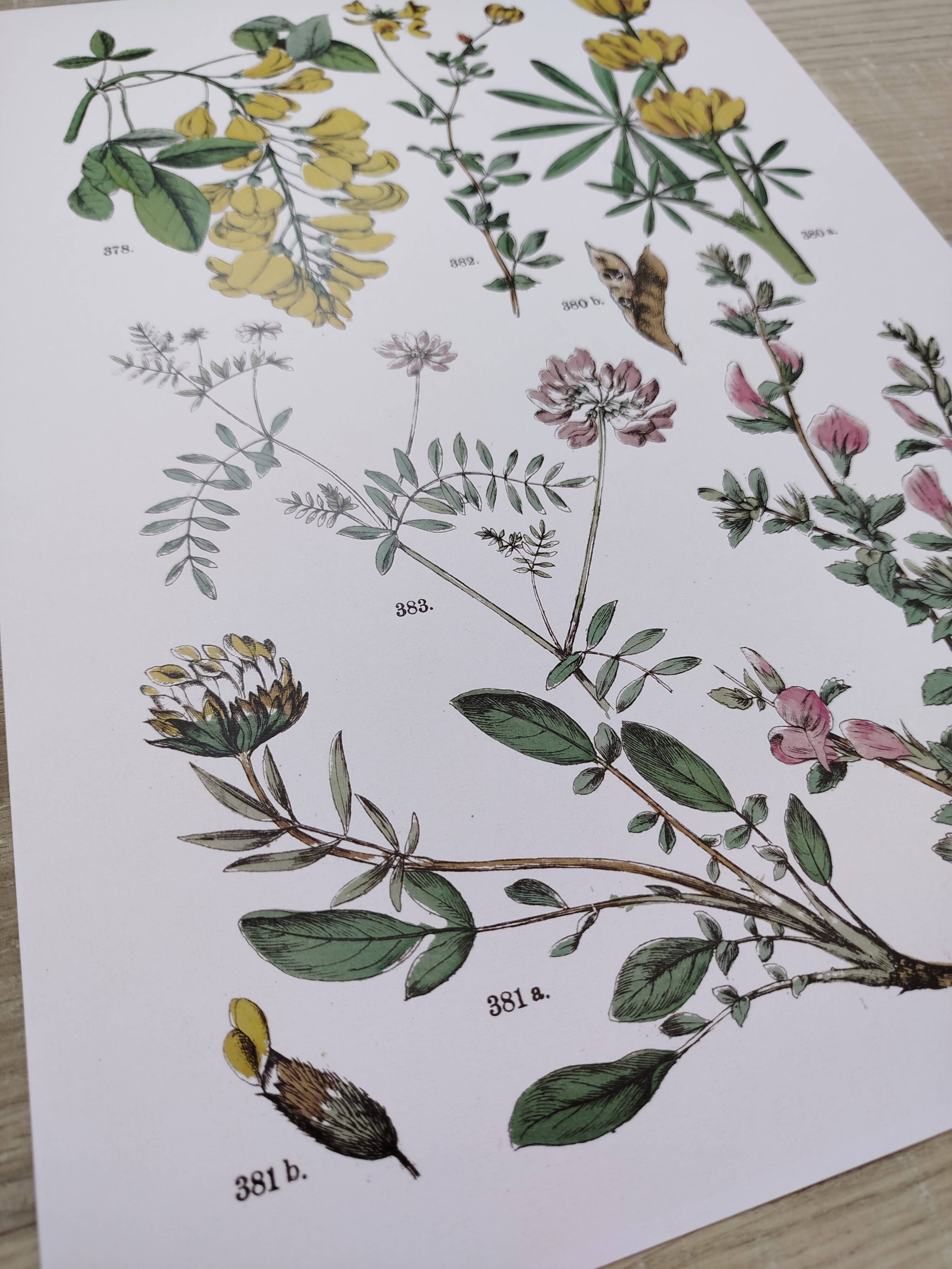 Plant poster, based on an 1881 engraving 'lupin'