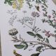 Plant poster, based on an 1881 engraving 'lupin'