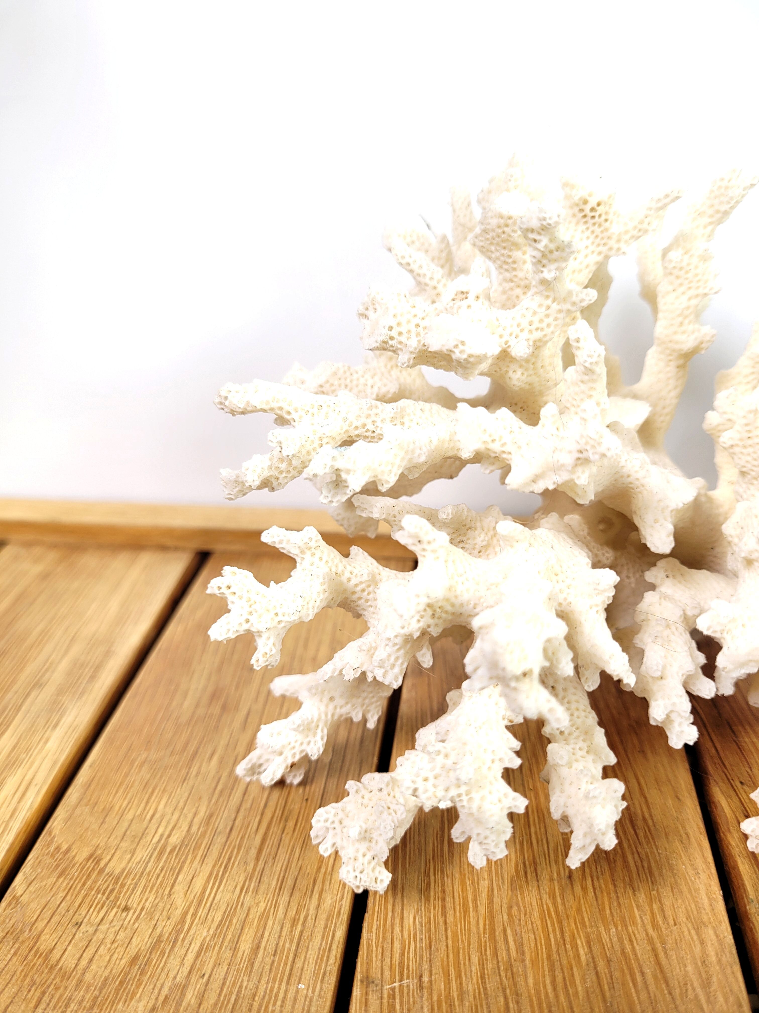 White coral 14cm