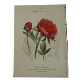 Botanical plate engraving flower France double-sided 19th century