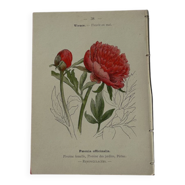 Planche botanique Gravure fleur France double face 19eme