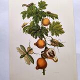 Vintage illustration - Pomegranate and insects - by Merian