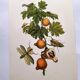 Illustration vintage -  Grenadier et insectes - par Merian. Planche