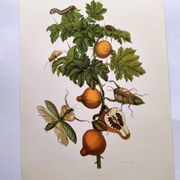 Vintage illustration - Pomegranate and insects - by Merian
