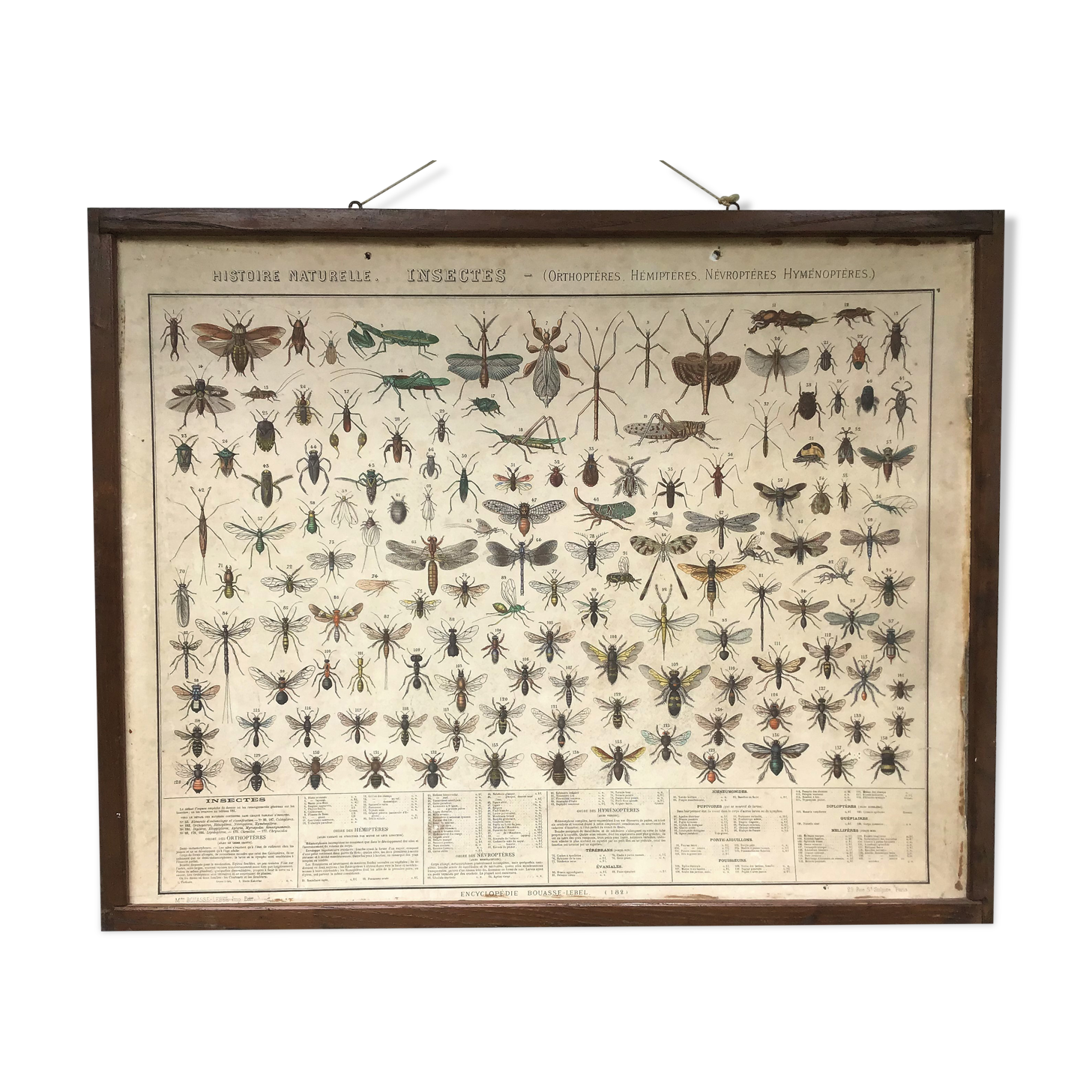 Bouasse-Lebel educational board at the end of the 19th Natural History Insects
